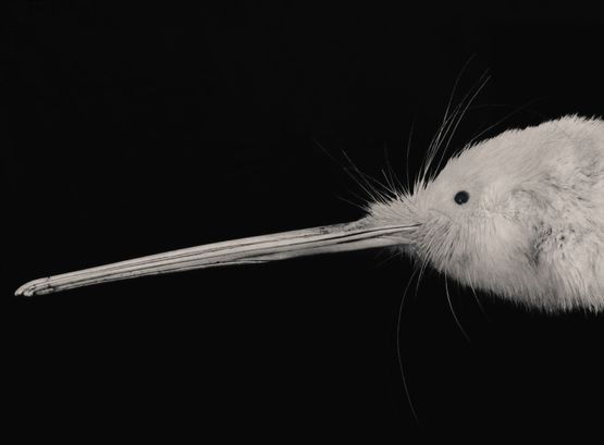 Portrait of Kimiakau Kiwi by Fiona Pardington contemporary artwork Photography