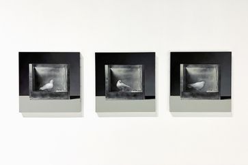 Mat Collishaw contemporary artist