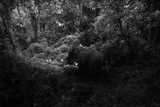 Elephant That Has No Tusk by Robert Zhao Renhui contemporary artwork photography