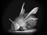 Dead Bee Portrait 1 by Anne Noble contemporary artwork photography