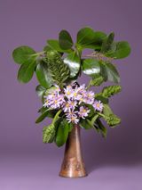 The Debutante Pink Ragwort Senecio glastifolius by Ann Shelton contemporary artwork print