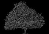 An old pine tree at the farm we once had. Stanthorpe Australia by Palani Mohan contemporary artwork photography print