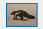His Majestys Giant Anteater by Gabriela Bettini contemporary artwork Painting