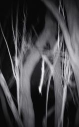 Nocturnal Assembly 14 by Anne Noble contemporary artwork print