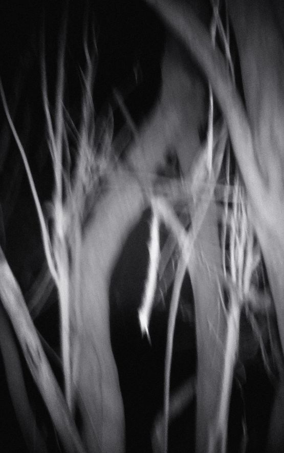 Nocturnal Assembly 14 by Anne Noble contemporary artwork Print