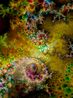 d.o.pe.03 by Thomas Ruff contemporary artwork Print