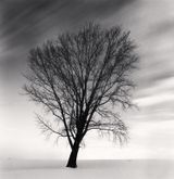 Philophosers Tree Study 2 Biei Hokkaido by Michael Kenna contemporary artwork photography