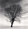 Philophosers Tree Study 2 Biei Hokkaido by Michael Kenna contemporary artwork Photography