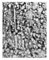 Crystals VIII by Tomoko Yoneda contemporary artwork photography