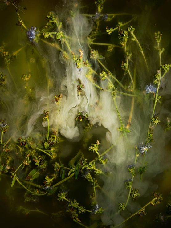 All the blue flowers follow the sun chicory succory blue sailors coffeeweed wild succory blue daisy blue dandelion blue sailors blueweed bunk coffeeweed cornflower hendibeh horseweed ragged sailors succory wild bachelors buttons and wil by Ann Shelton contemporary artwork Print
