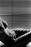 Nu zebre New York 2012 by Lucien Clergue contemporary artwork Photography