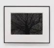 Study of Dark Tree by Robert Longo contemporary artwork Works on Paper