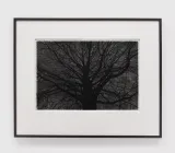 Study of Dark Tree by Robert Longo contemporary artwork drawing works on paper