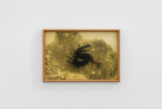 The Betta Cuddle Before by Trevor Yeung contemporary artwork Print