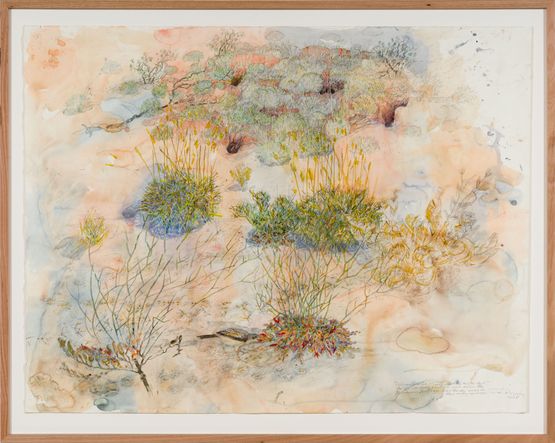 Yellow-throated miner sucking nectar from upsidedown plants as Burrowing bettongs sleep the day away in their mazy warrens by John Wolseley contemporary artwork Works on Paper