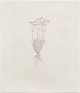 Hawksbeard Out of Place by Michael Landy contemporary artwork print