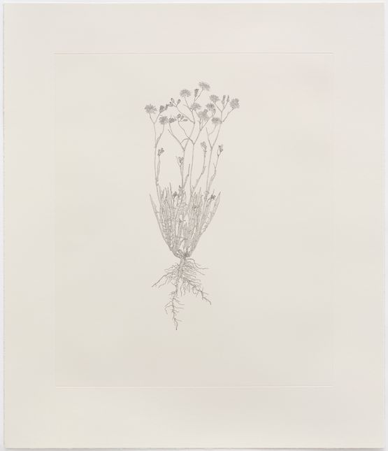 Hawksbeard Out of Place by Michael Landy contemporary artwork Print