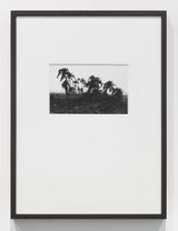 Tropen Palmen by Lothar Baumgarten contemporary artwork photography