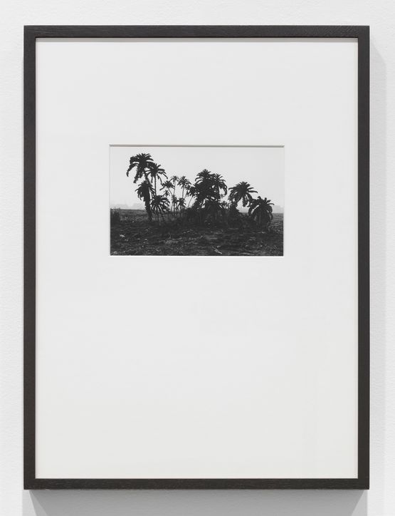 Tropen Palmen by Lothar Baumgarten contemporary artwork Photography