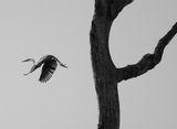 The garca moura or Cocoi heron Pantanal Mato Grosso do Sul Brazil by Sebastiao Salgado contemporary artwork photography