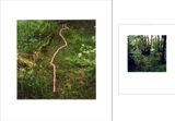 Foxgloves threaded onto rushes Scaur Glen Dumfriesshire by Andy Goldsworthy contemporary artwork photography