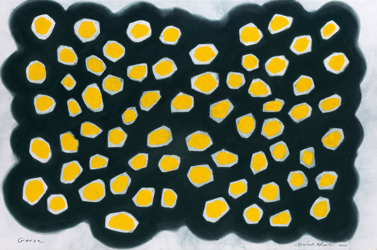 DAVID NASH