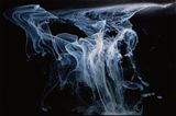 Lophius II by Joyce Campbell contemporary artwork photography