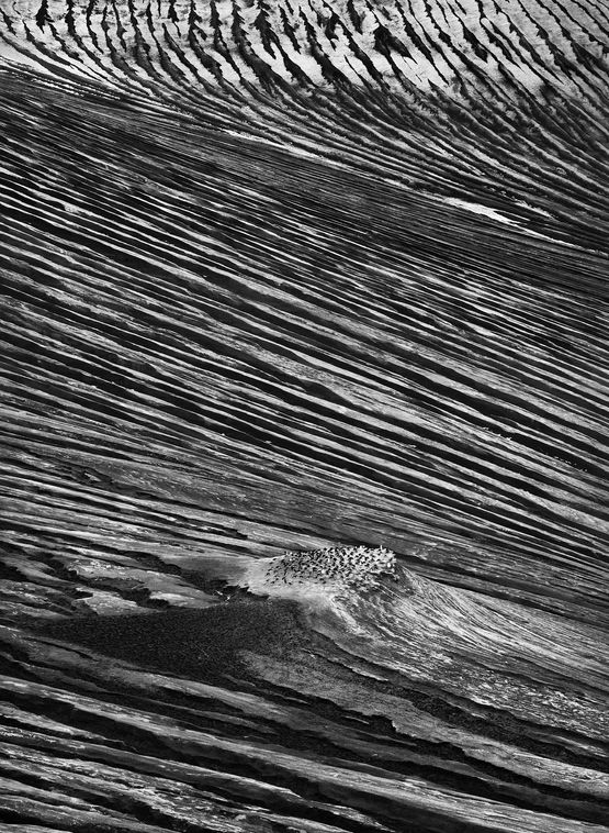Saunders Island is inhabited by penguins of several different species notably the chinstrap South Sandwich Islands by Sebastiao Salgado contemporary artwork Print