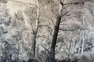 Julien Segard