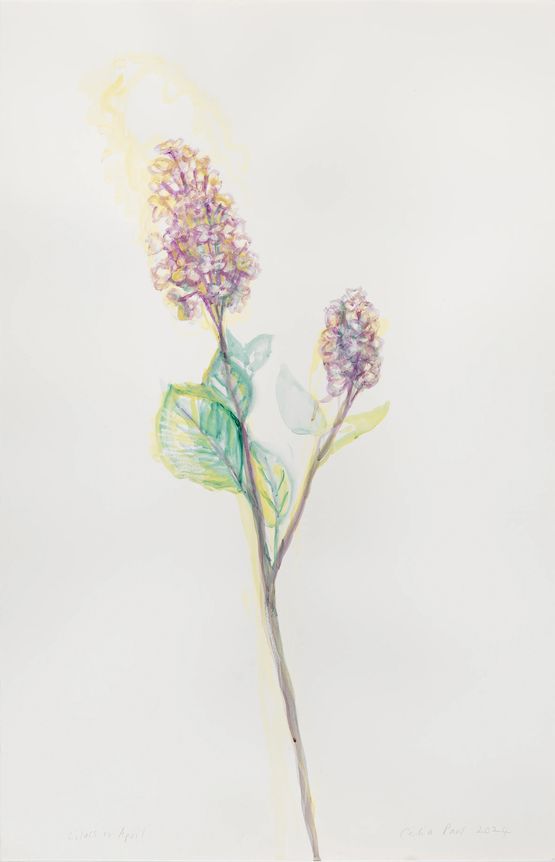 Lilacs in April by Celia Paul contemporary artwork Works on Paper