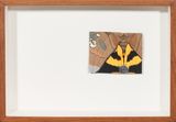 Orange Underwing Thyas Swatch by Nibha Sikander contemporary artwork painting