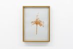 Little almond tree by Brigida Baltar contemporary artwork Painting