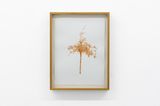 Little almond tree by Brigida Baltar contemporary artwork painting