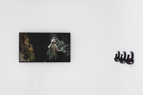 Oracle by Alice Wang contemporary artwork Installation
