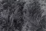 Grass-Tainan Qigu 20 by Quo Ying-Sheng contemporary artwork photography