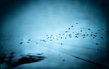 Crows on Wintery Field by Yasuhiro Ogawa contemporary artwork Photography
