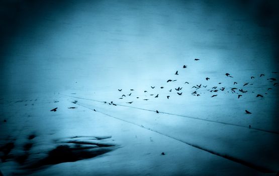 Crows on Wintery Field by Yasuhiro Ogawa contemporary artwork Photography