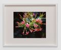 Bounty 12 by Steve Mcqueen contemporary artwork Print