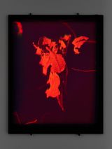 Hologram Bark Monster by Daniel Steegmann Mangrane contemporary artwork mixed media