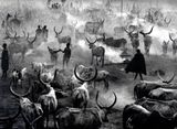 Dinka cattle camp of Amak. Southern Sudan by Sebastiao Salgado contemporary artwork photography