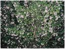 A Portrait for a Tree No.12 by Gong Jian contemporary artwork Painting