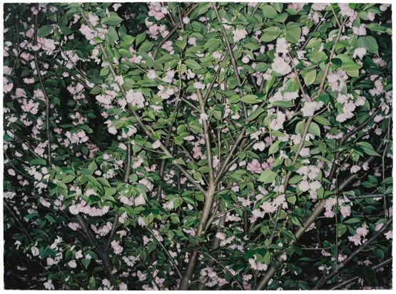 A Portrait for a Tree No.12 by Gong Jian contemporary artwork Painting