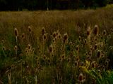 Wild Flowers by Nan Goldin contemporary artwork print