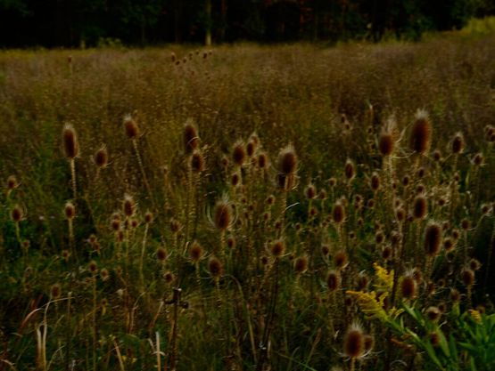 Wild Flowers by Nan Goldin contemporary artwork Print