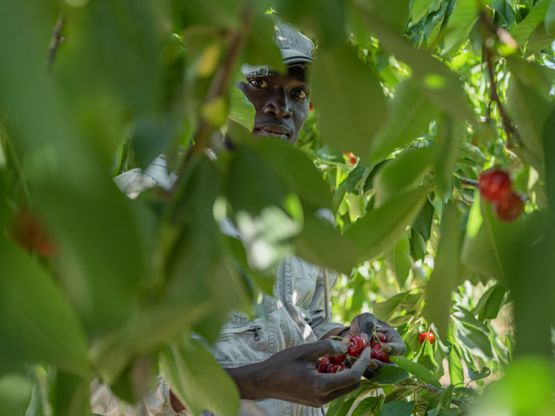 Ousmane Picking Cherries after Leaving Senegal Spain by Lucas Foglia contemporary artwork Print