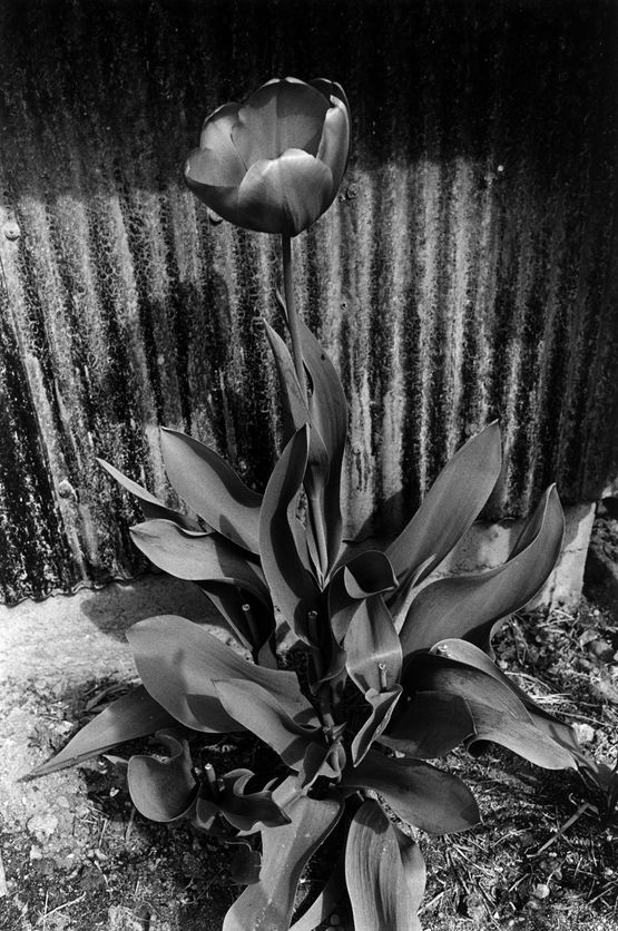 Toyama Uozo by Koji Onaka contemporary artwork Photography