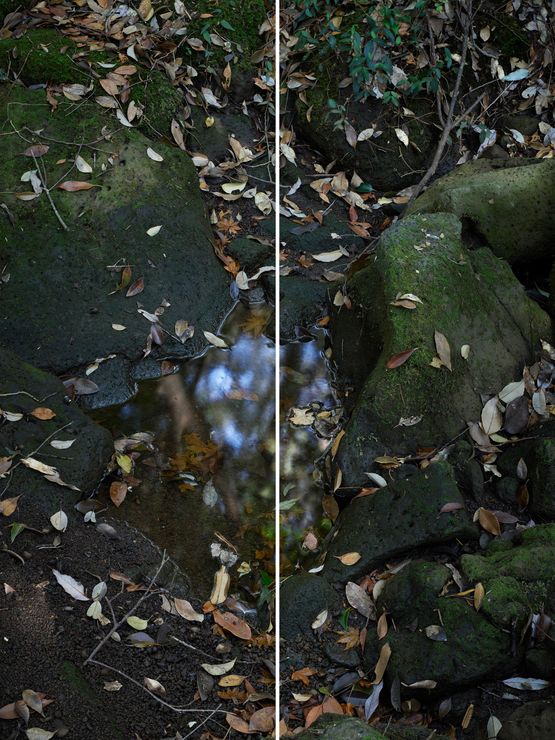 Untitled from the series Wilder by Heeseung Chung contemporary artwork Print