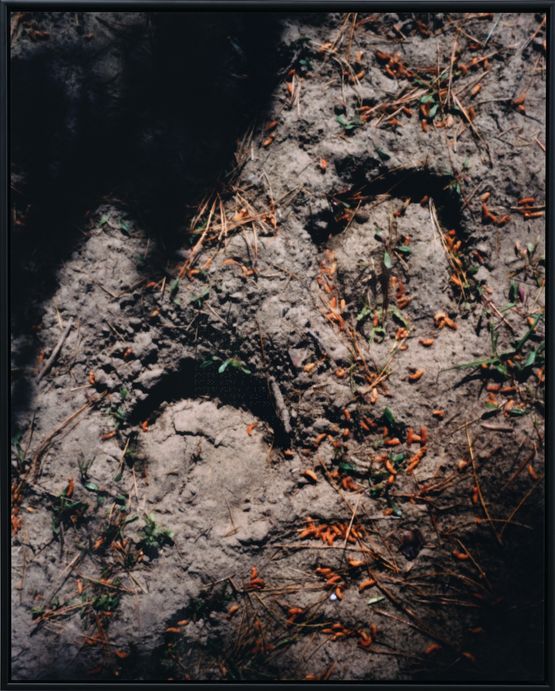 A horse ride to Chaneys Forest Described by Itan Jimenez-Nava by Conor Clarke contemporary artwork Photography