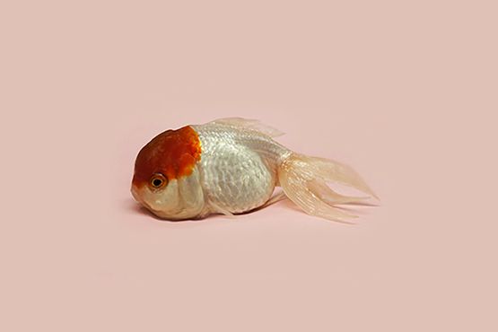 World Goldfish Queen by Robert Zhao Renhui contemporary artwork Photography