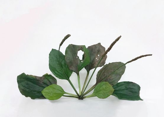 Weed by Tony Matelli contemporary artwork Sculpture